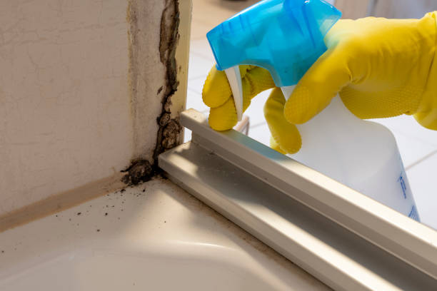Best Post-Flood Mold Remediation in Elm Grove, WI
