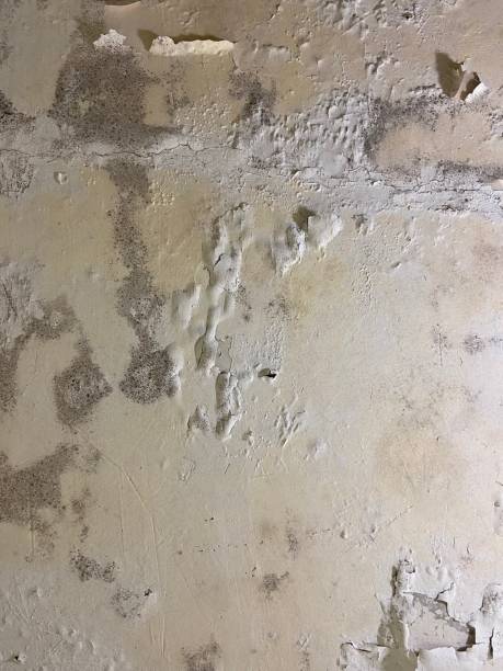 Best Industrial Mold Remediation in Elm Grove, WI